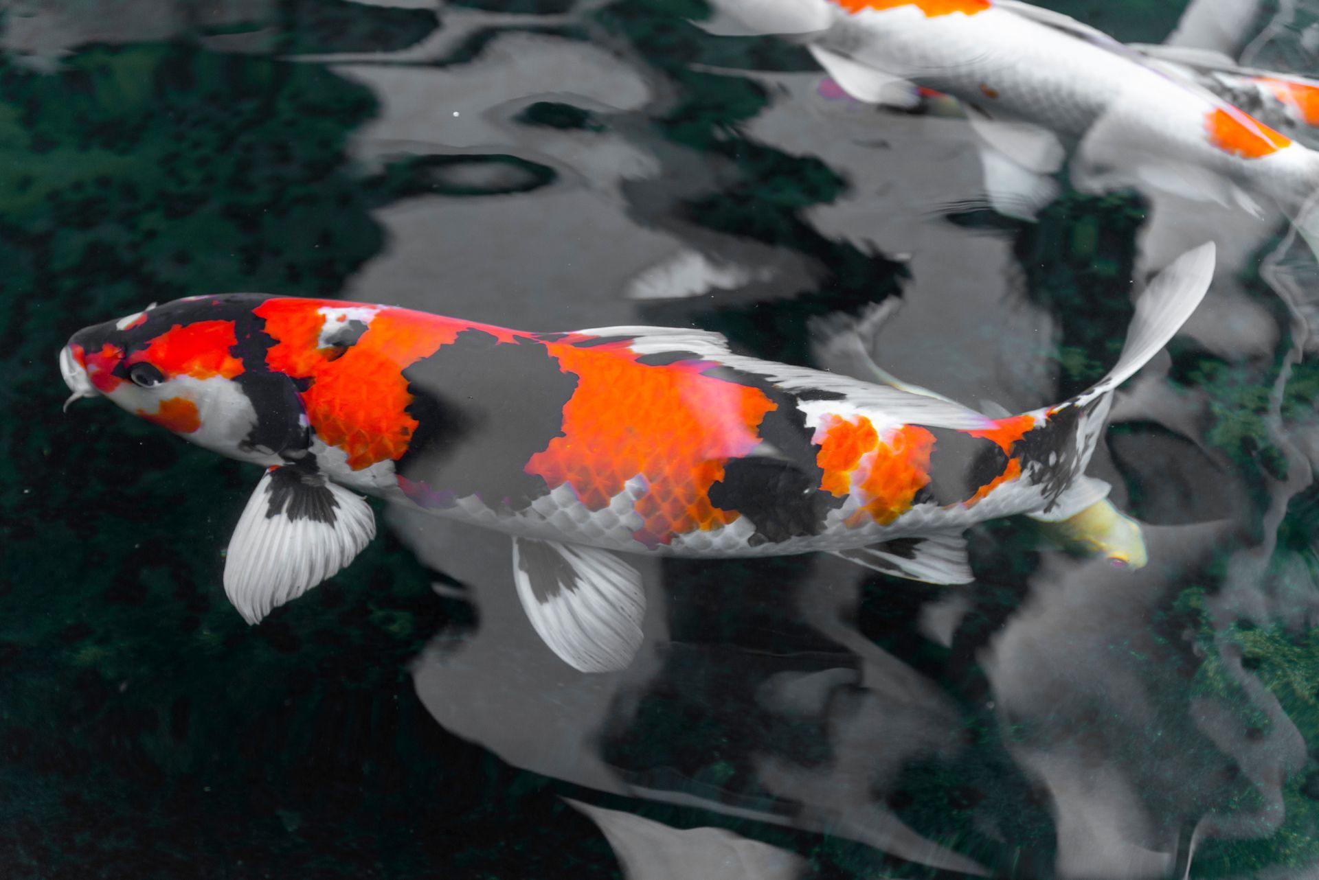 Enhancing Your Koi Pond