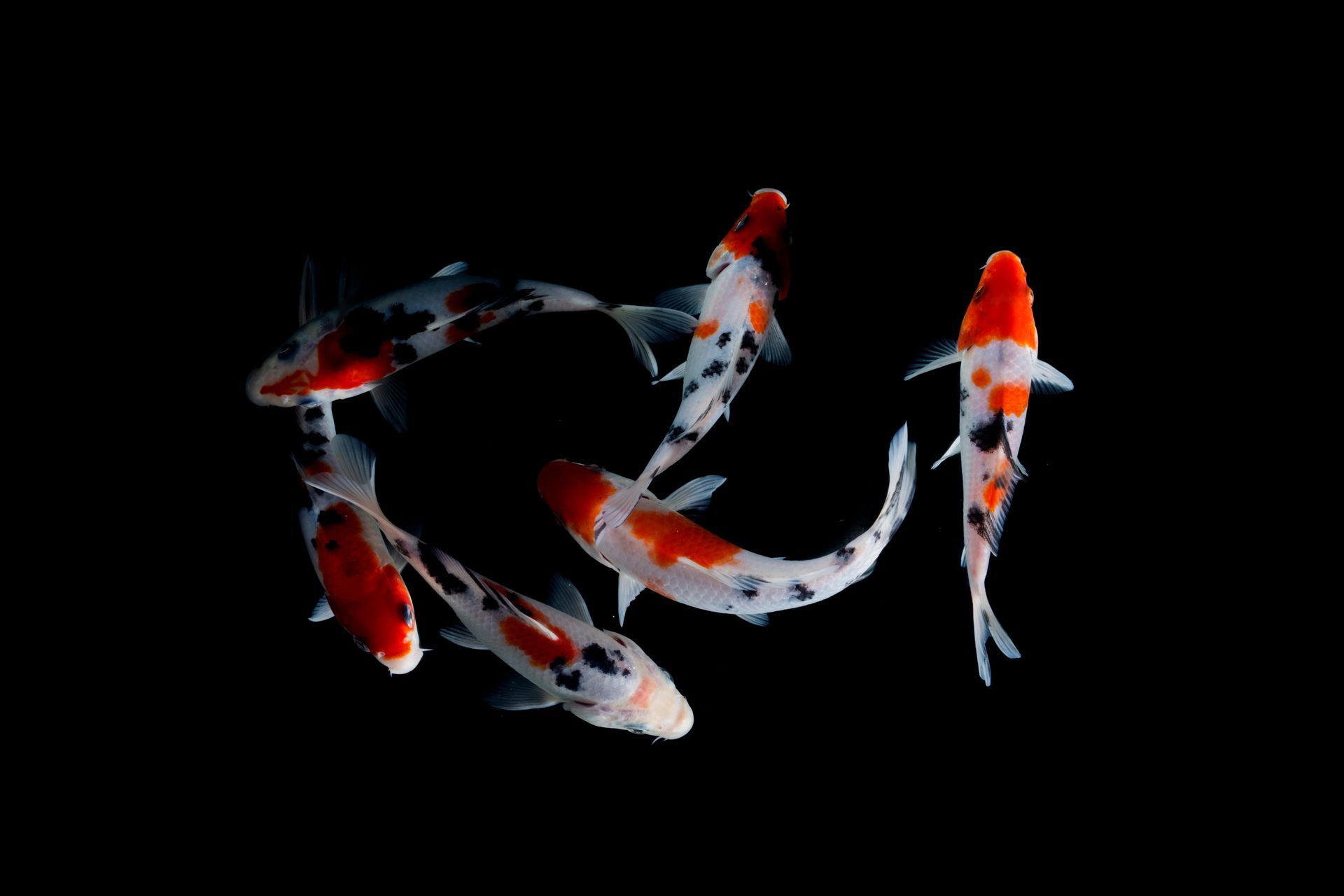  Koi Keeping Techniques for Expert Enthusiasts