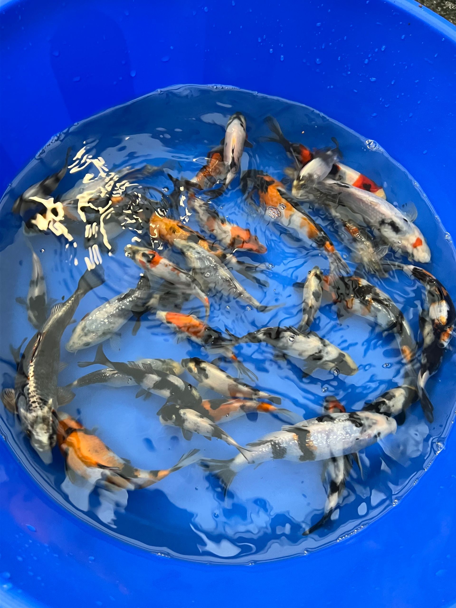 A bunch of fish are swimming in a blue bowl of water.