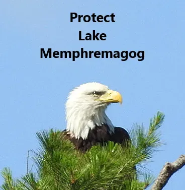 A bald eagle perched on a tree branch with the words protect lake Memphremagog above it
