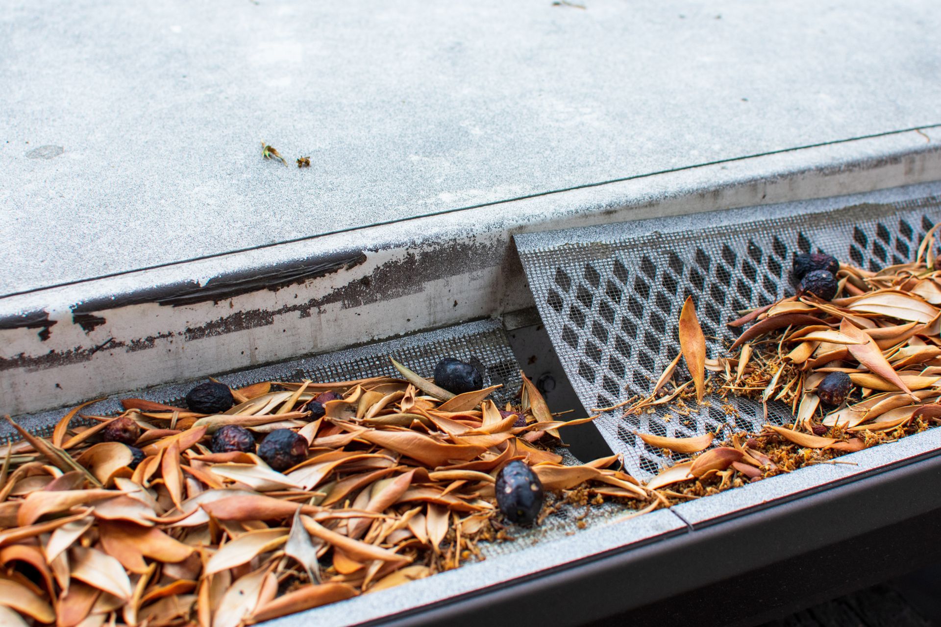 Gutters filled with dry leaves and dark berries.