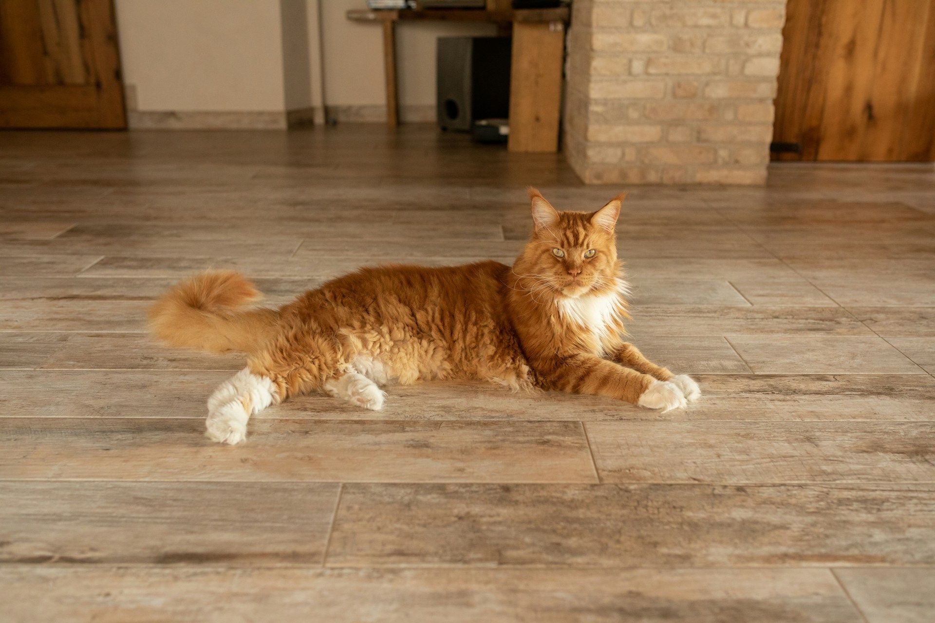 pet friendly floor care