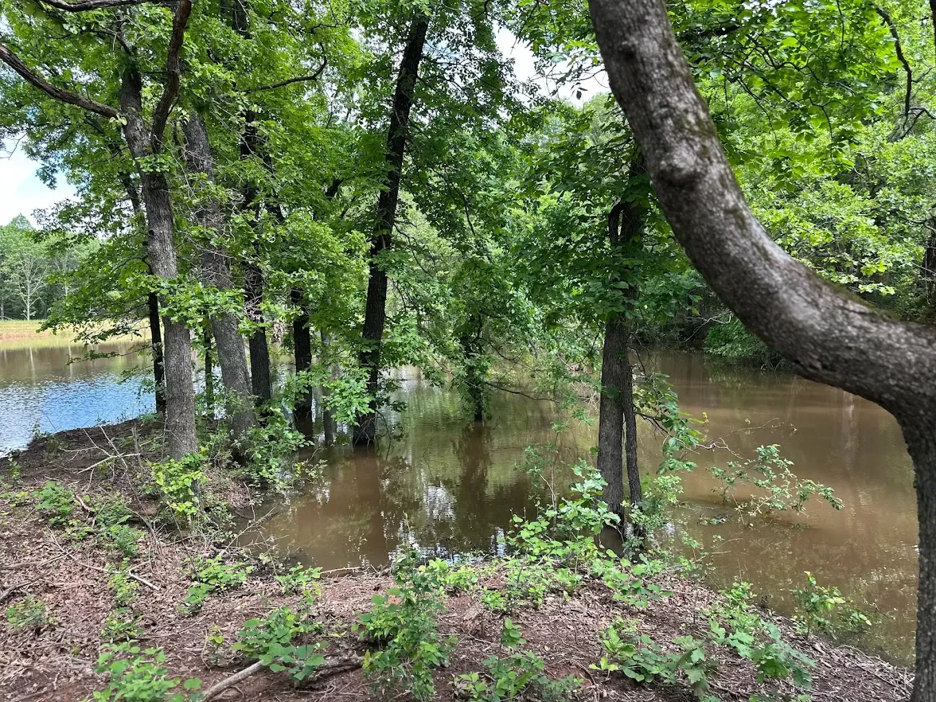 Flooded trees and vegetation in a brown, murky body of water, green leaves, overcast sky.