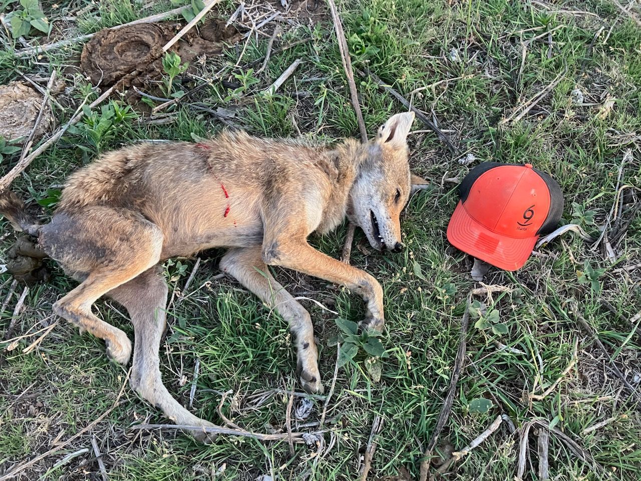 Oklahoma predator hunting outfitter, Oklahoma predator hunting guide, coyote hunting outfitter, coyote hunting guide