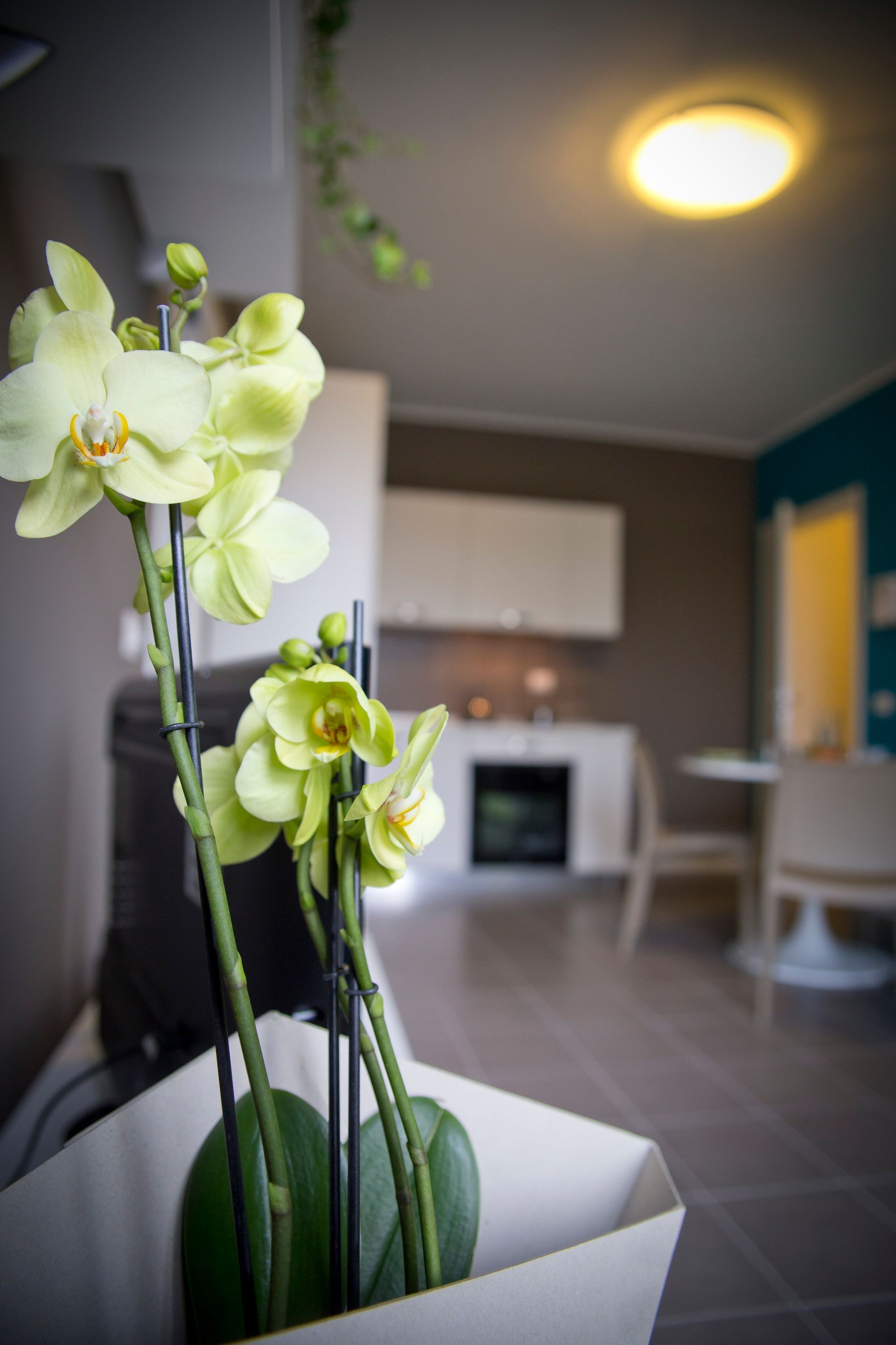Orchidea gialla davanti a un interno di cucina sfocato con una tavolozza di colori neutri.