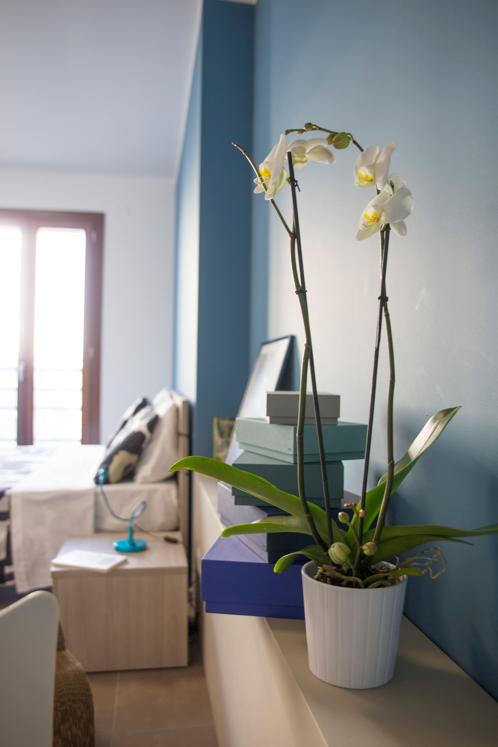 Un'orchidea bianca in vaso è appoggiata su una mensola blu a muro con scatole impilate.