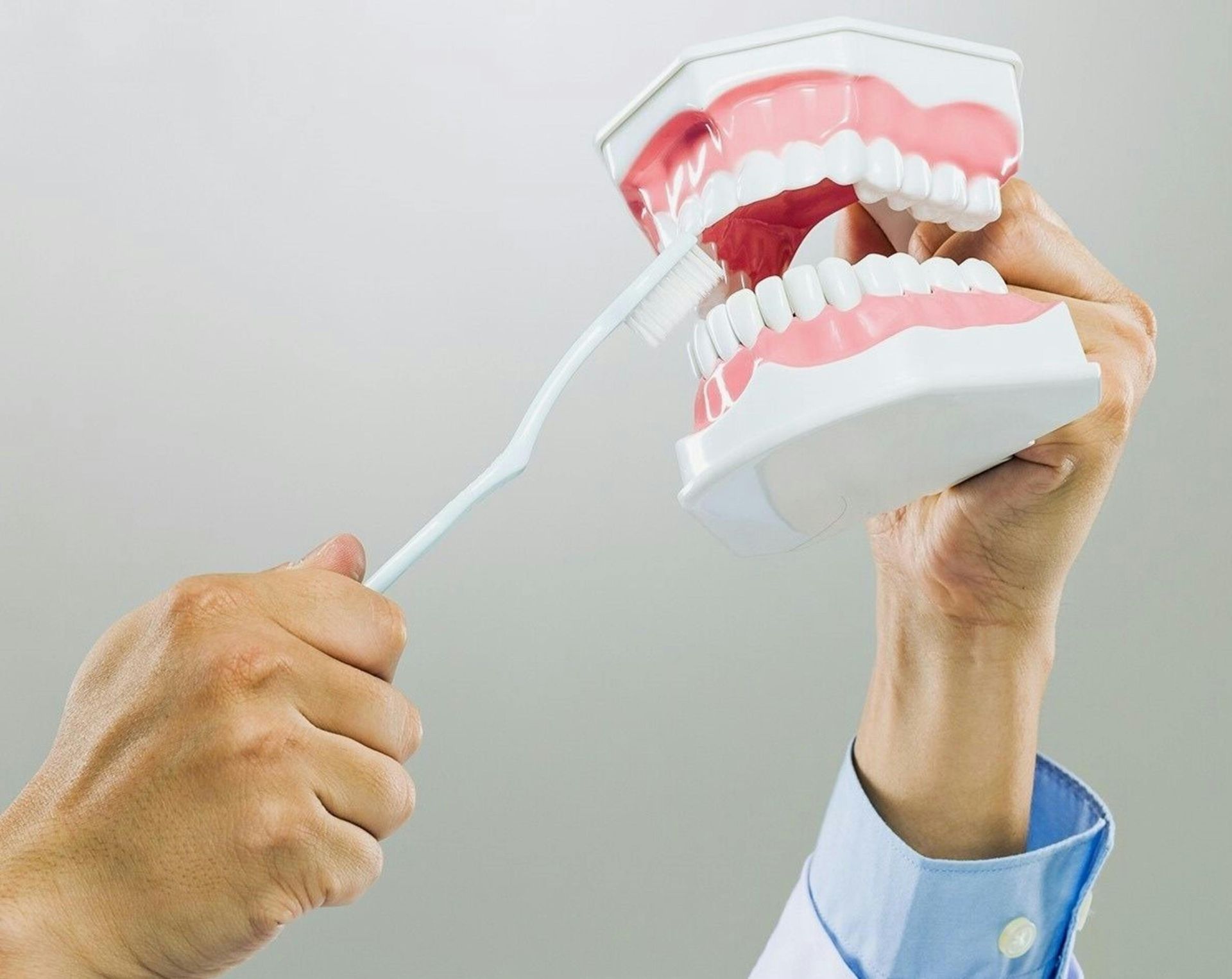 Person holding a model of teeth and brushing them with a toothbrush.