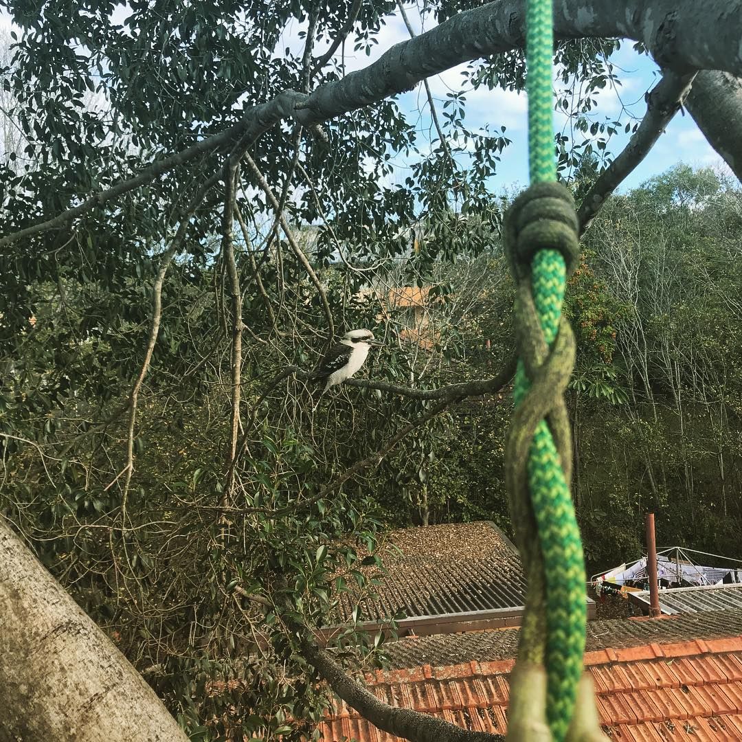 A green rope is tied to a tree branch.