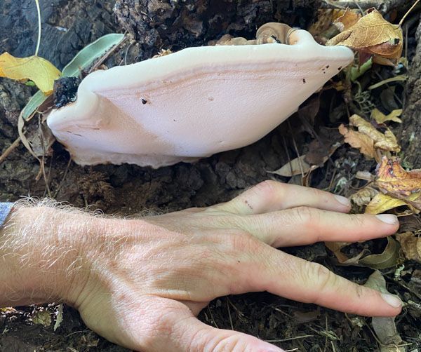 A close up of a person 's hand next to a mushroom