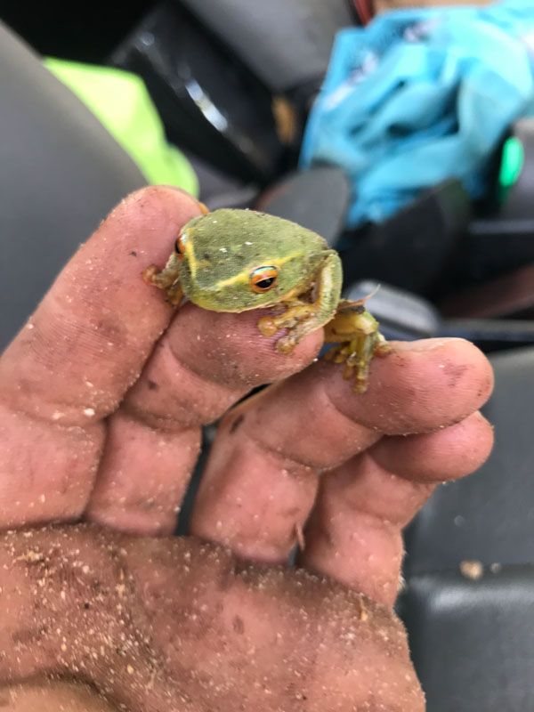 A person is holding a small green frog on their finger.