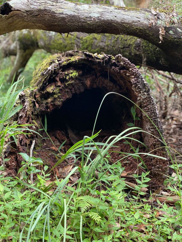 A tree stump in the middle of a forest with a hole in it.