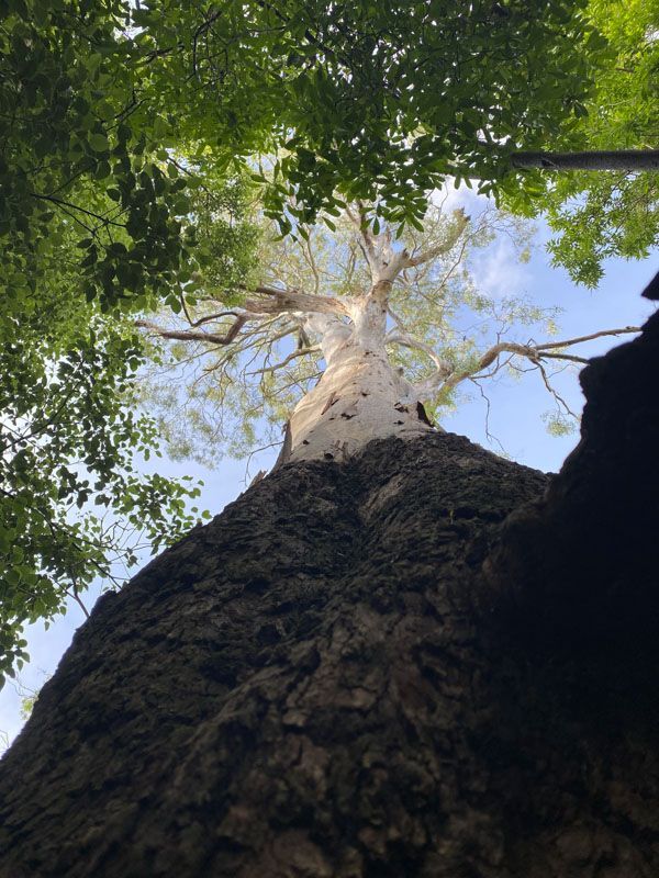 Looking up at a tree with lots of leaves against a blue sky