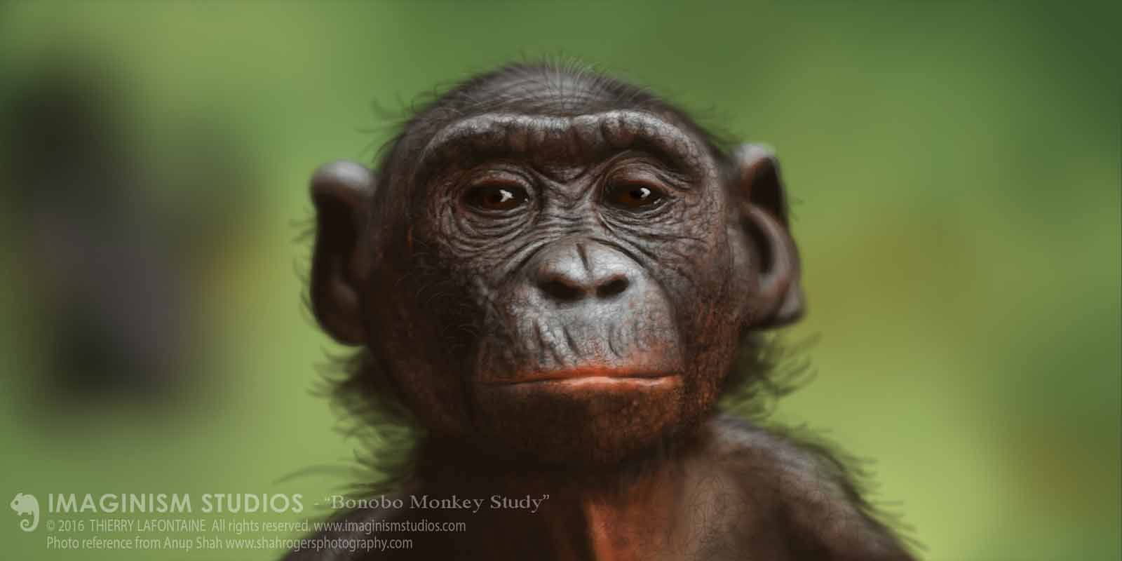 A picture of a bonobo monkey