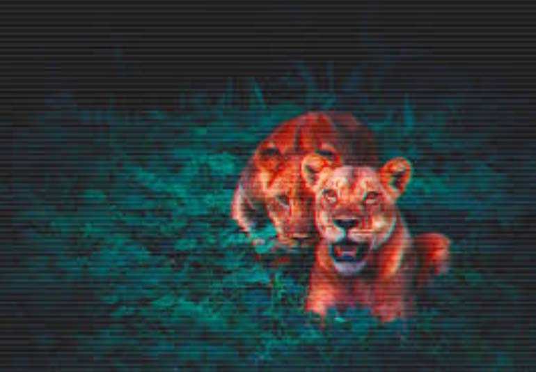 Two lions in a forest photographed with the 