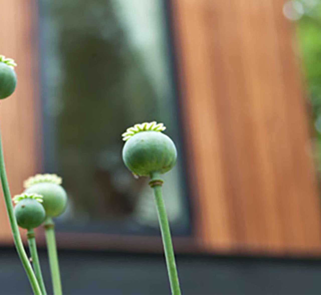 Close up of a green flower with a modern building behind called 'Wheatley's Eyot' designed by 'Dublin Design Studio' located in 'London'