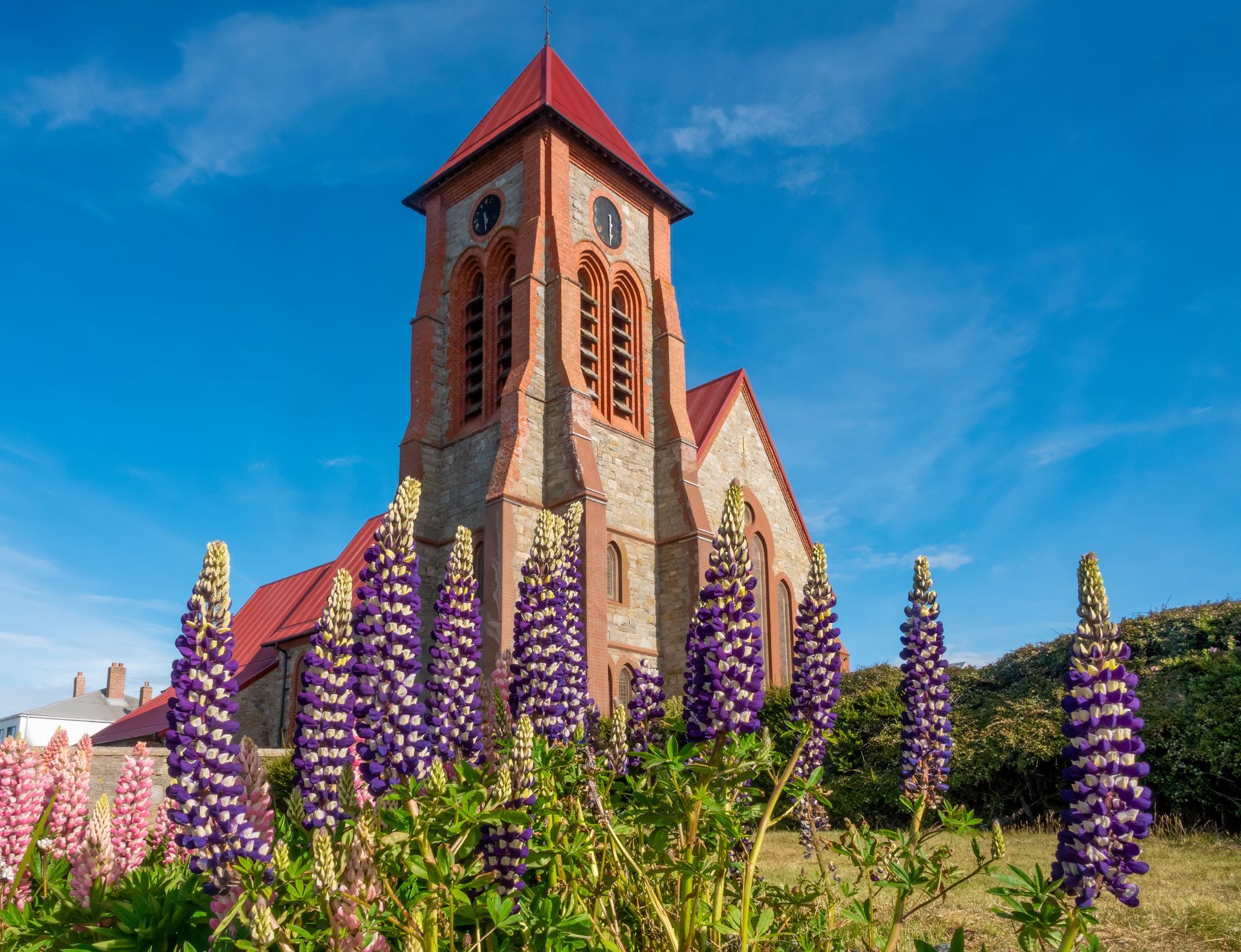 Field of lupins in front of the iconic Anglican Cathedral of Stanley
