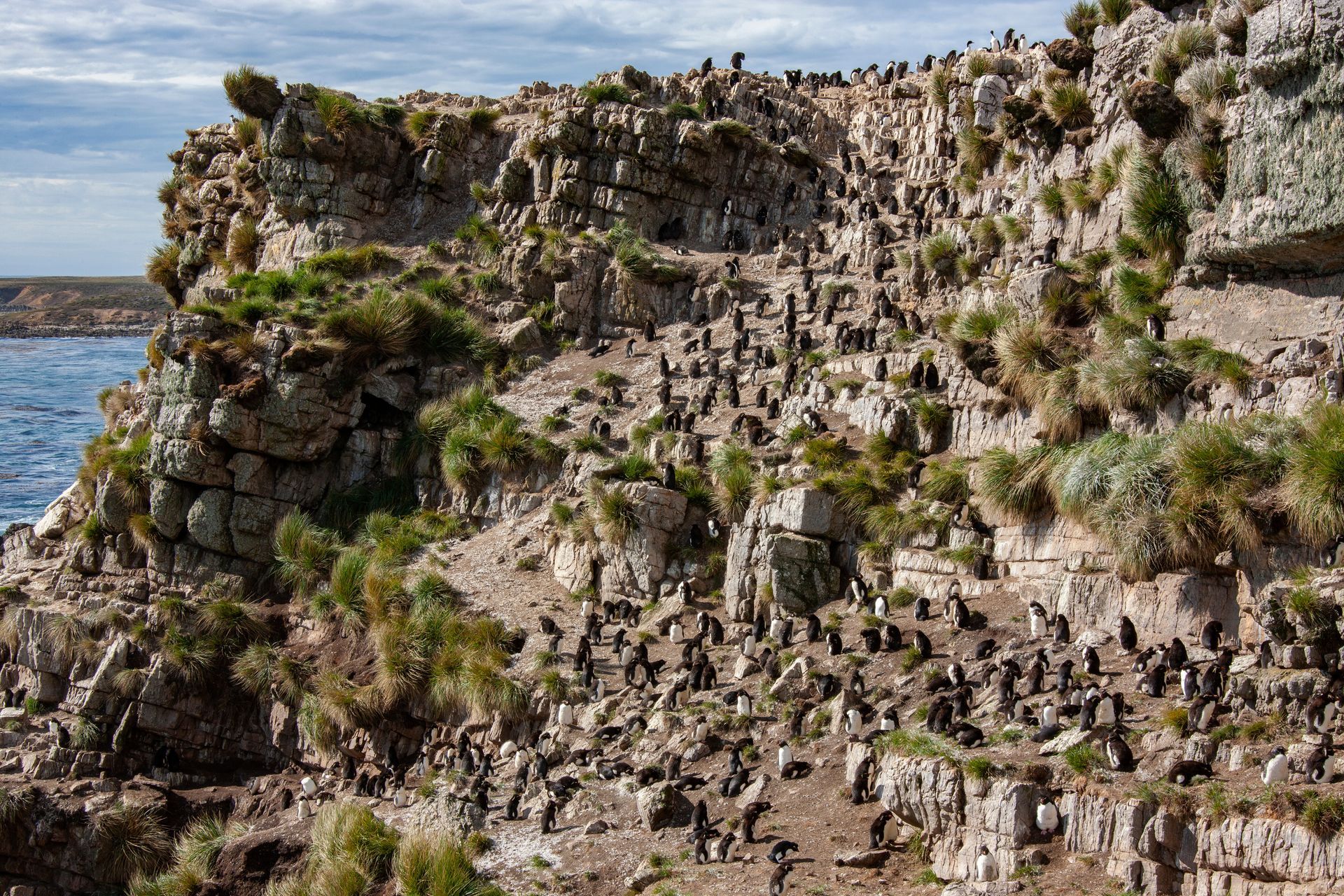 Rockhopper Penguin Colony - Falkland Islands