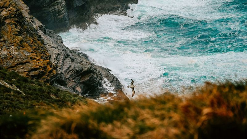 Seagull flying over waves.