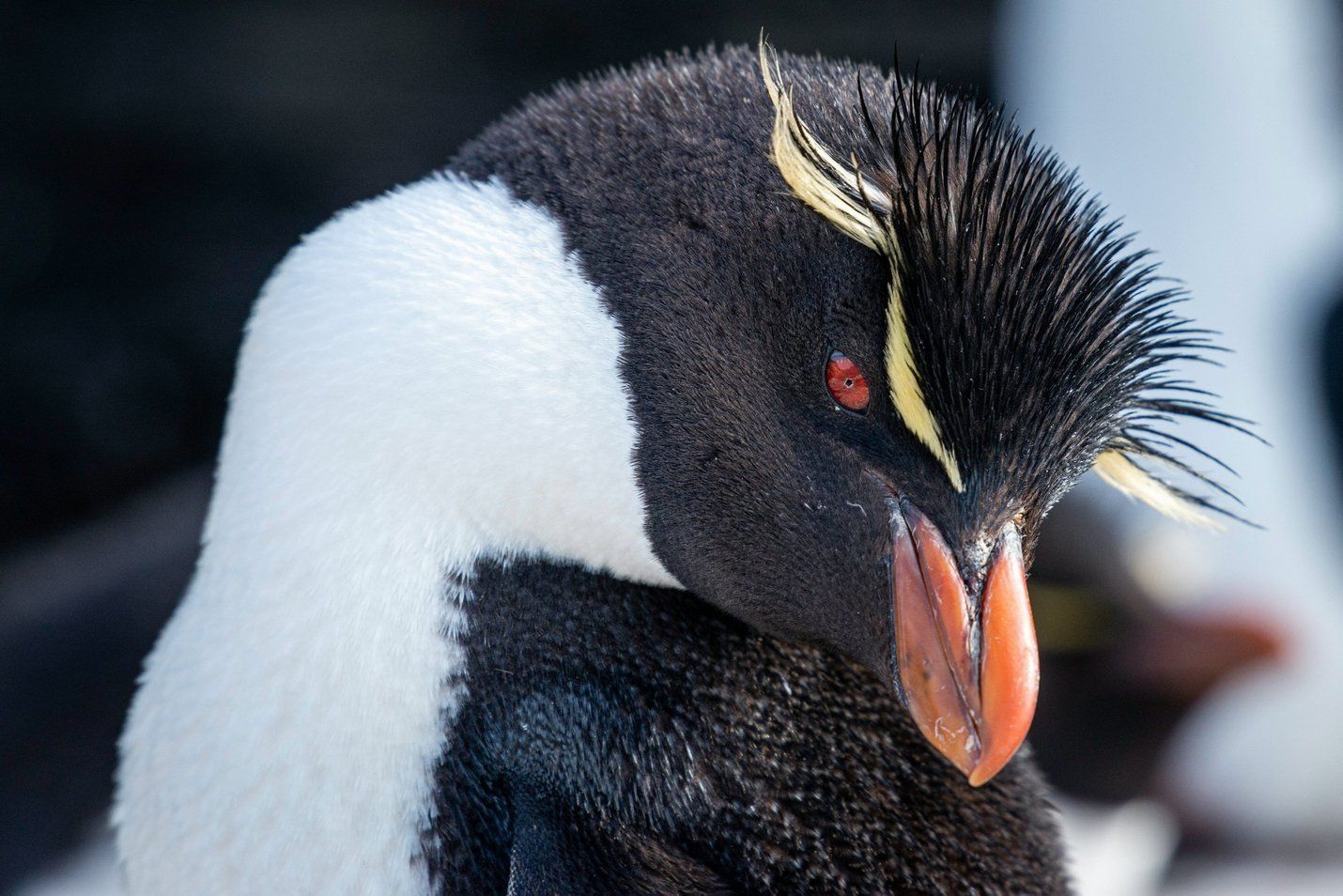Macaroni penguin