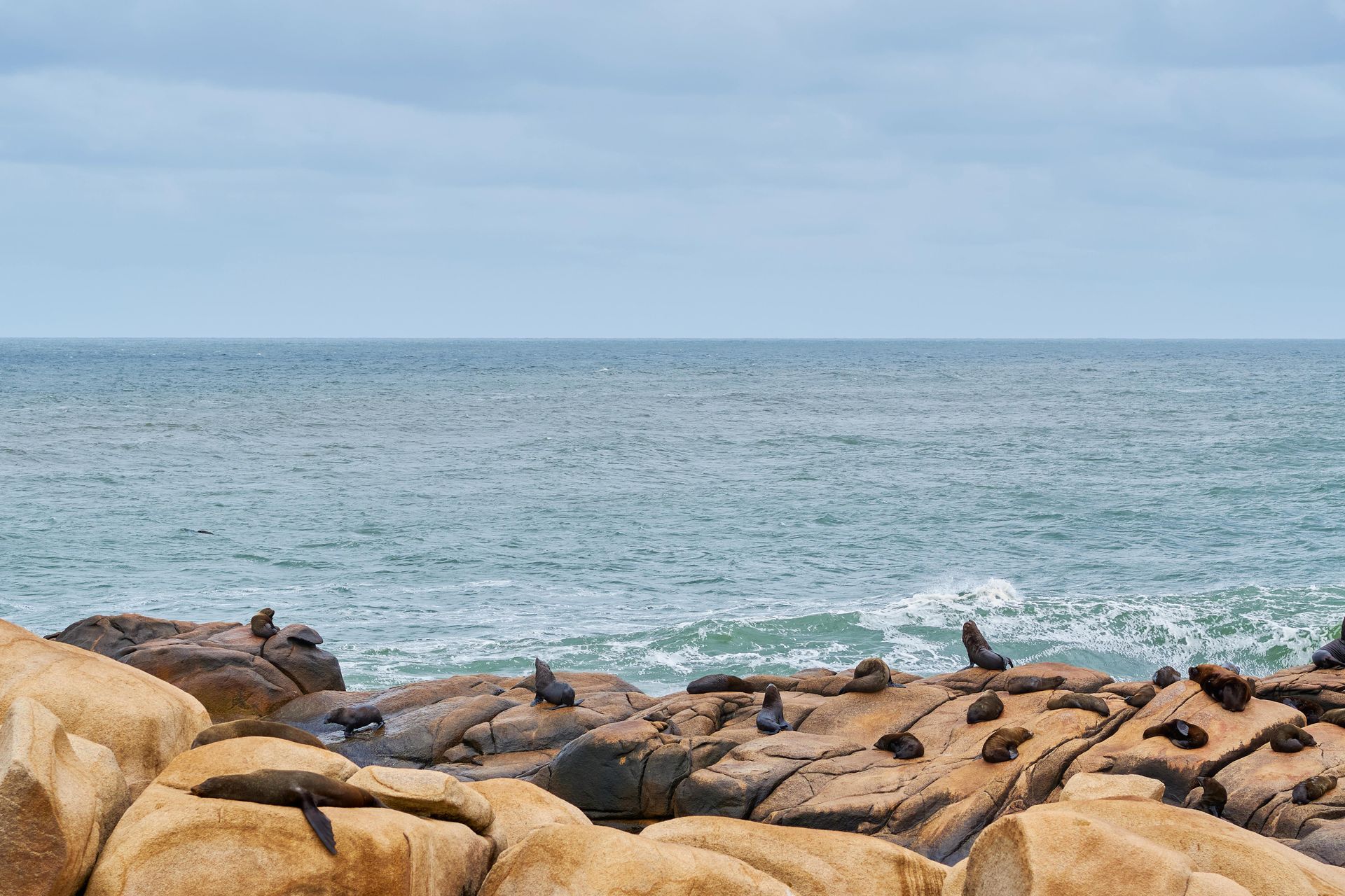 Seals resting on rocky coastline