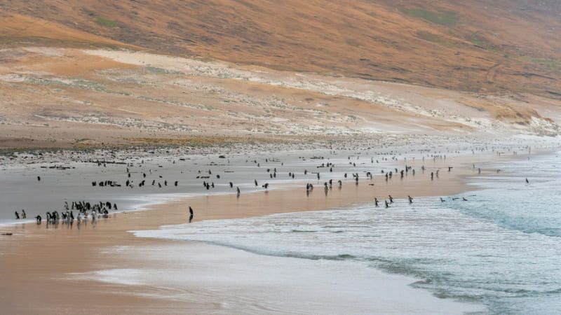 Long shot of a beach in Falklands. It is full of penguins.