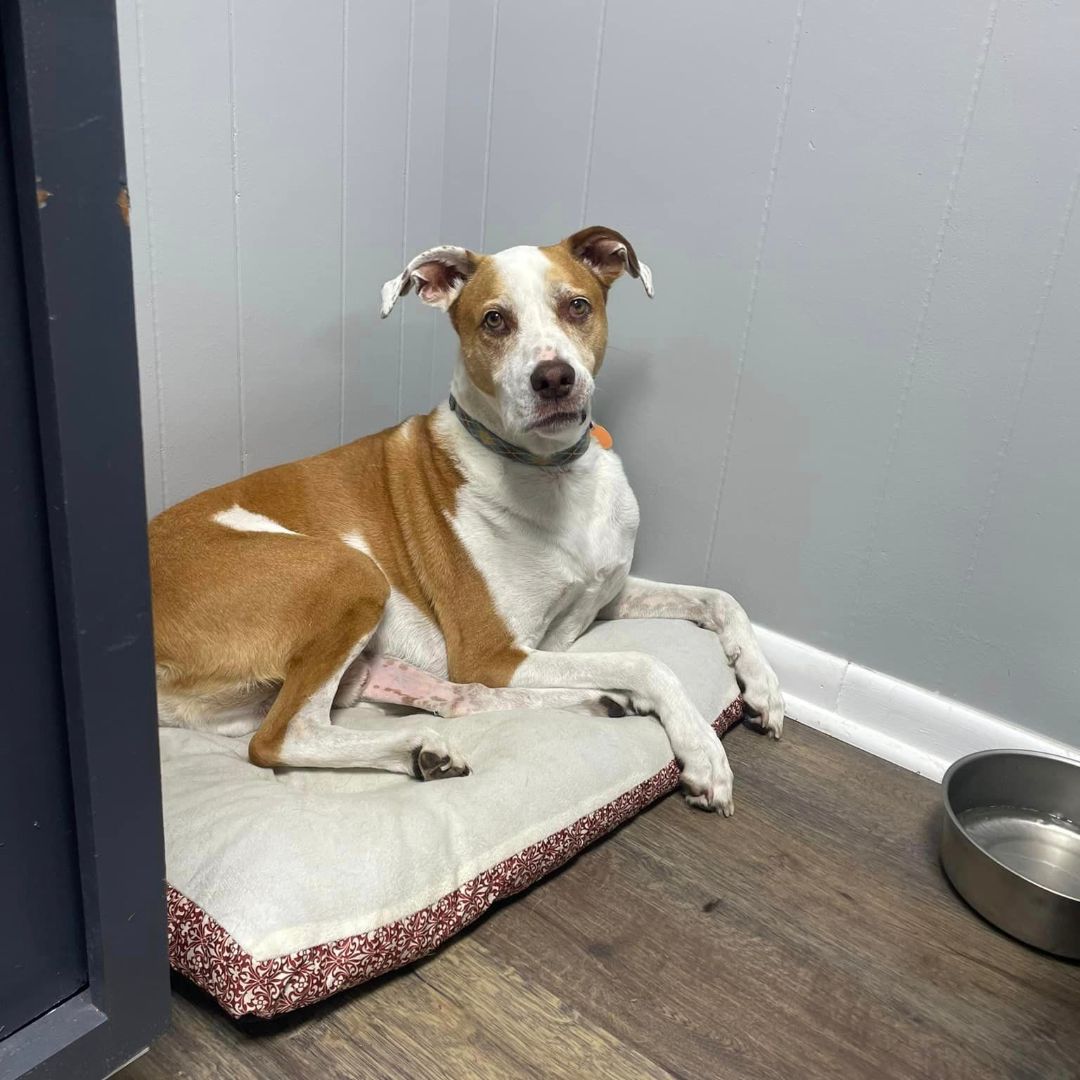 Pawsco's Boarding and Grooming