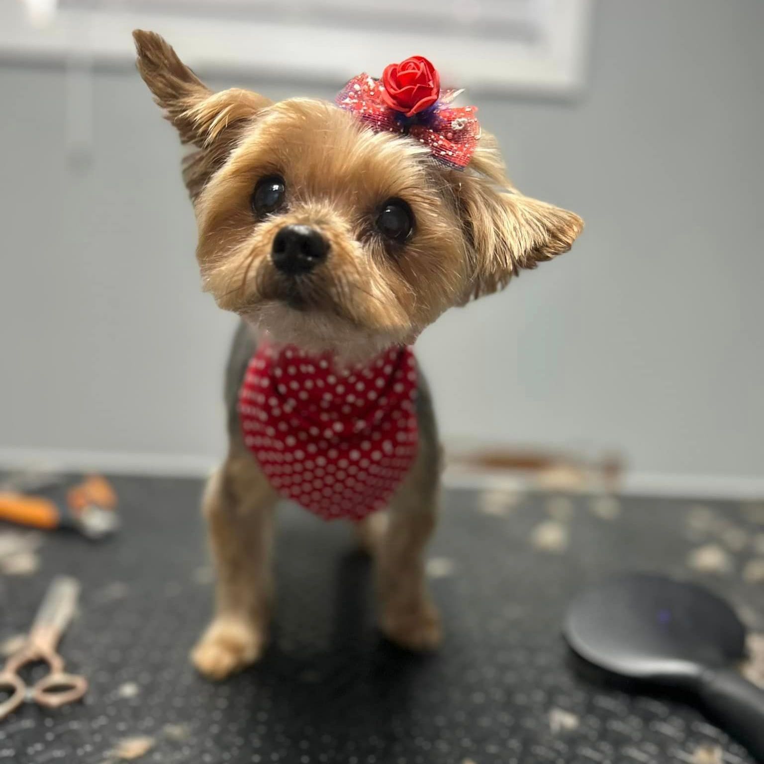 Pawsco's Boarding and Grooming