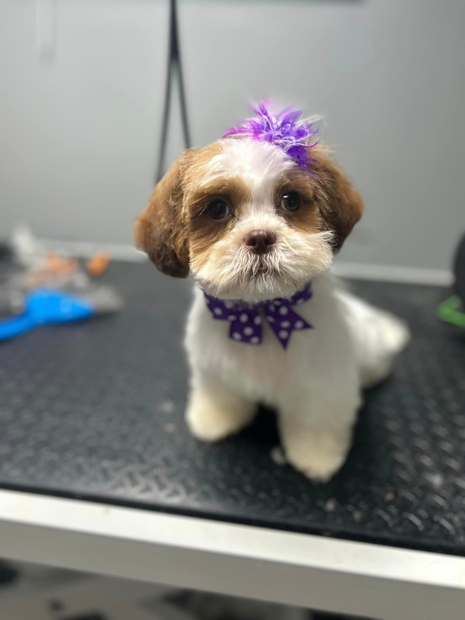 Pawsco's Boarding and Grooming