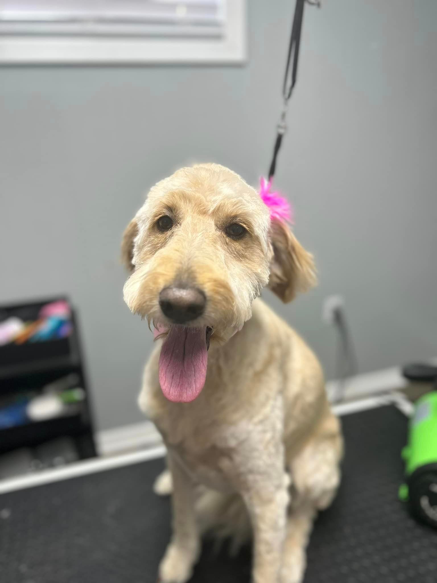 Pawsco's Boarding and Grooming