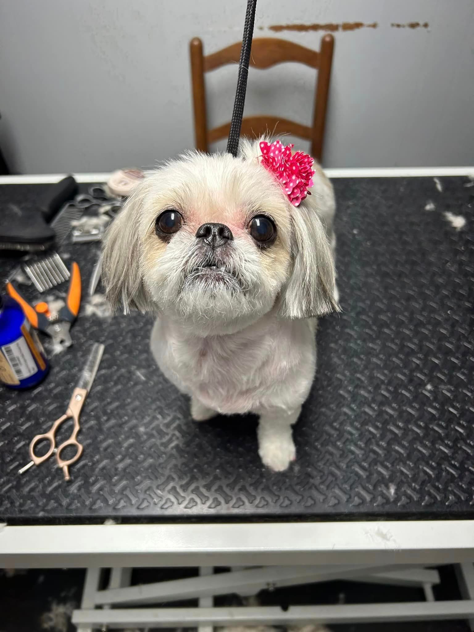 Pawsco's Boarding and Grooming