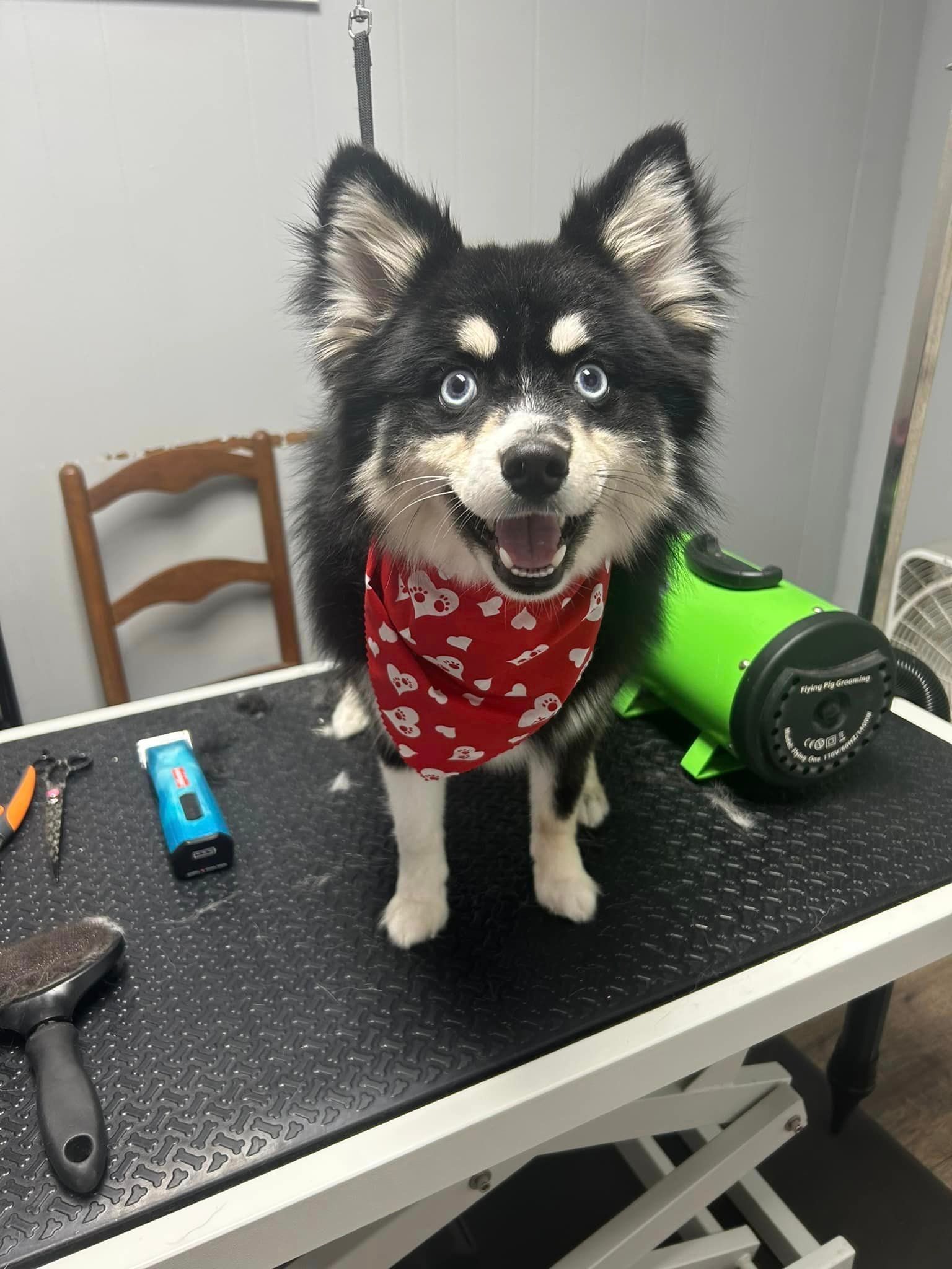 Pawsco's Boarding and Grooming