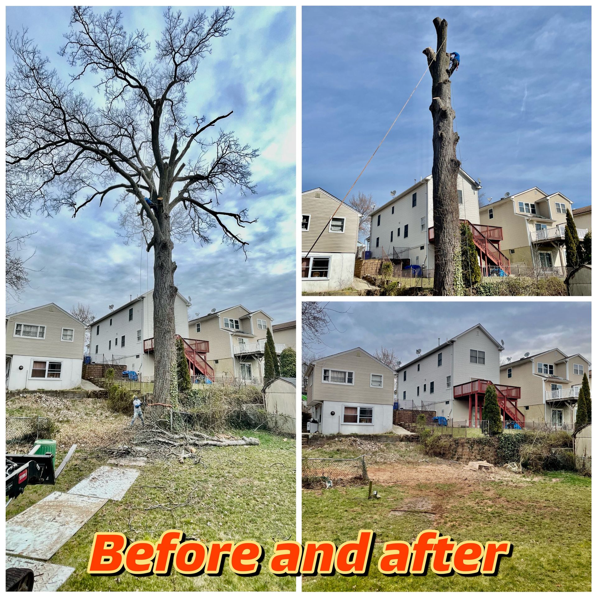 Before and After Tree Trimming — Elizabeth, NJ – Supreme Tree Solutions