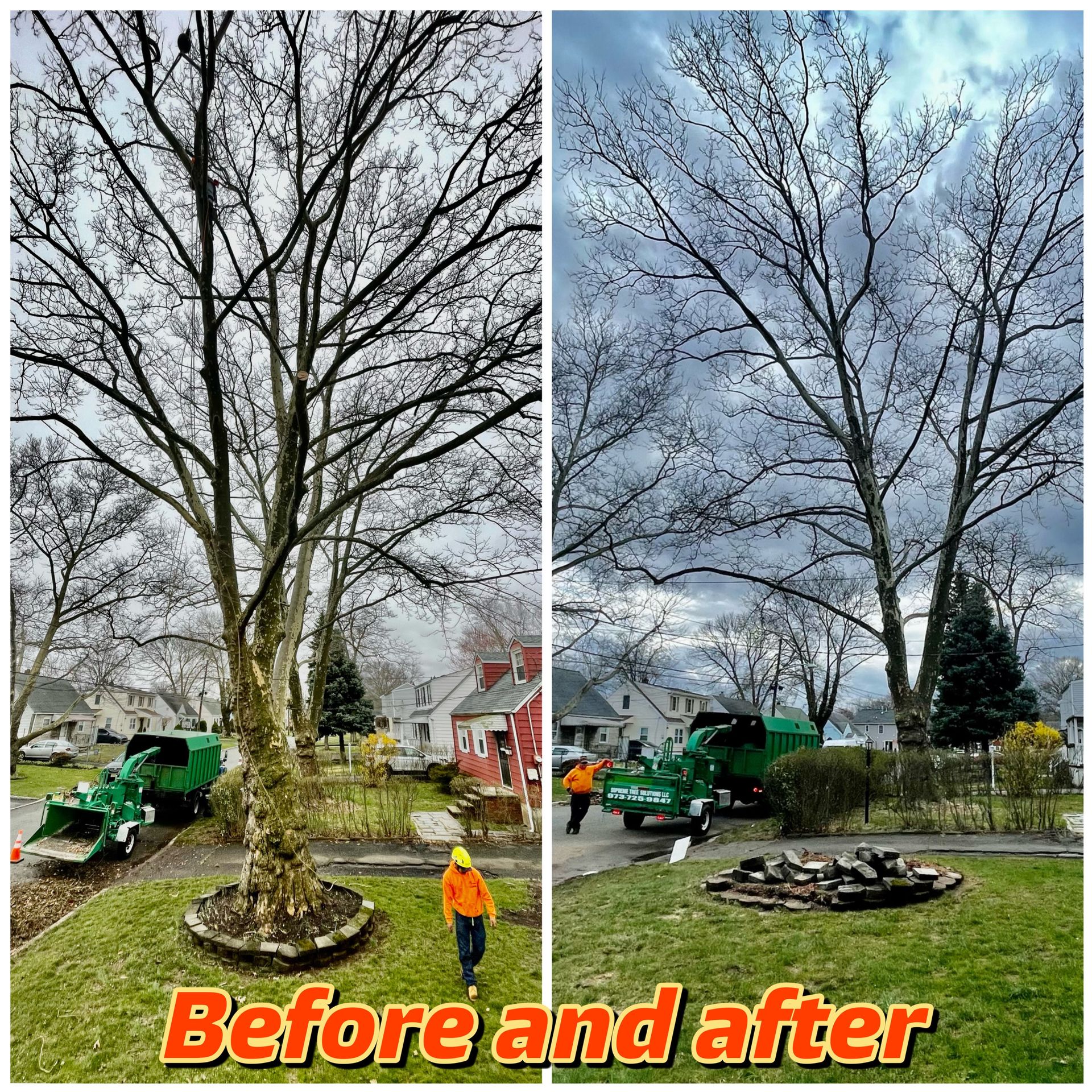 Before and After Removing Tree — Elizabeth, NJ – Supreme Tree Solutions