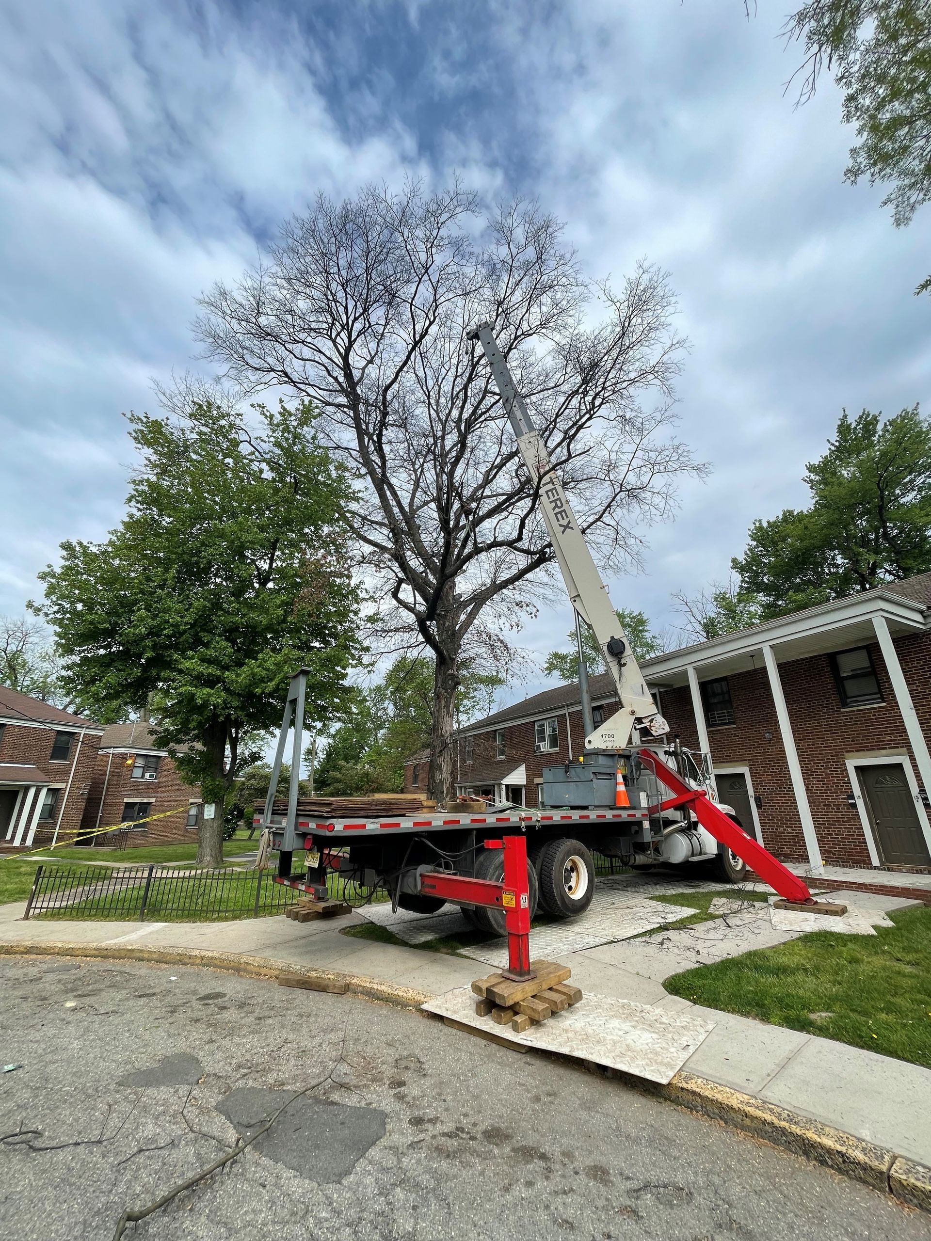 Before and After Tree and Stump Removal — Elizabeth, NJ – Supreme Tree Solutions