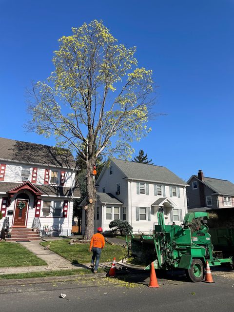 Residential Tree Removal — Elizabeth, NJ – Supreme Tree Solutions