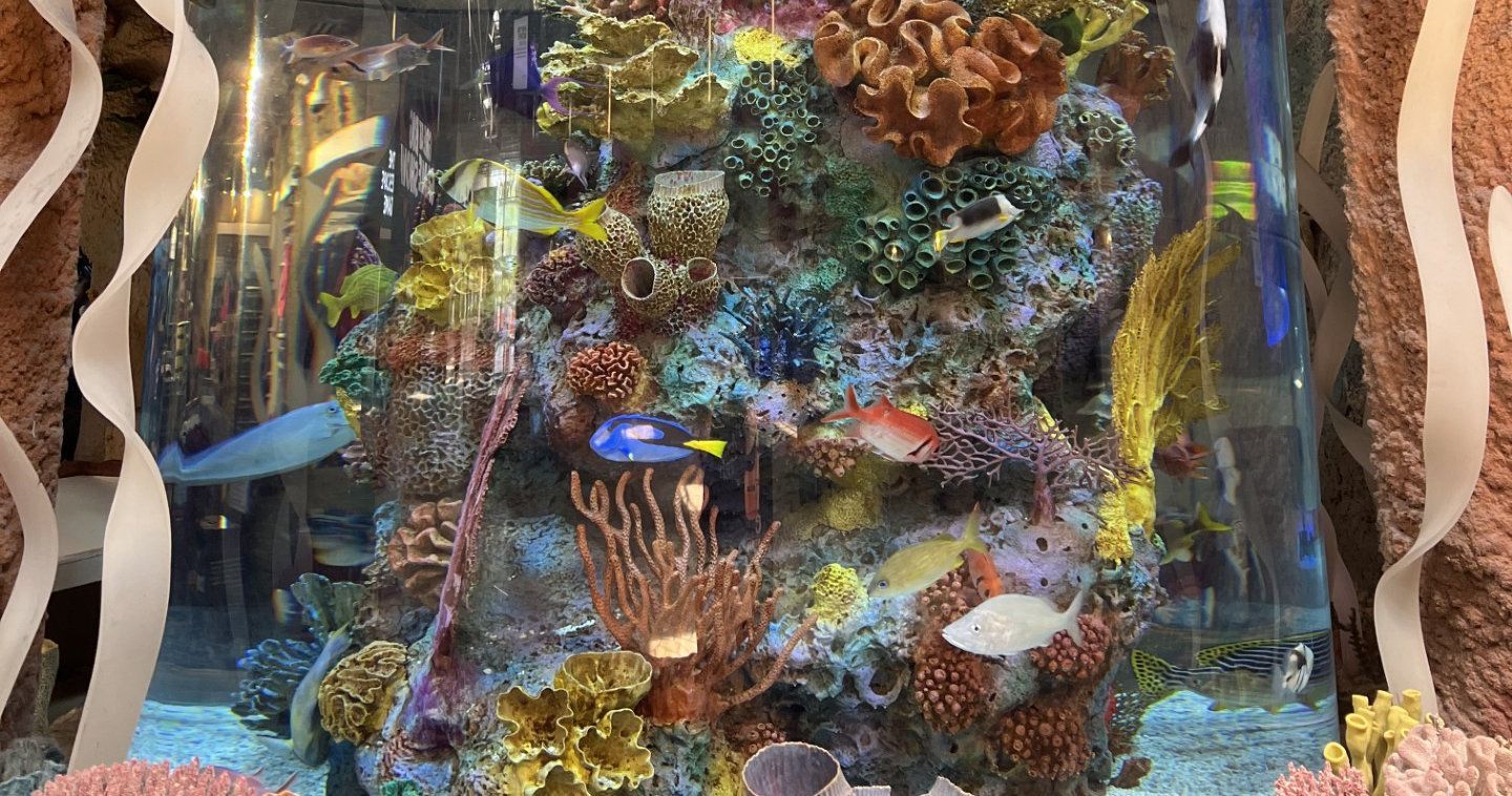 A large aquarium filled with fish and corals