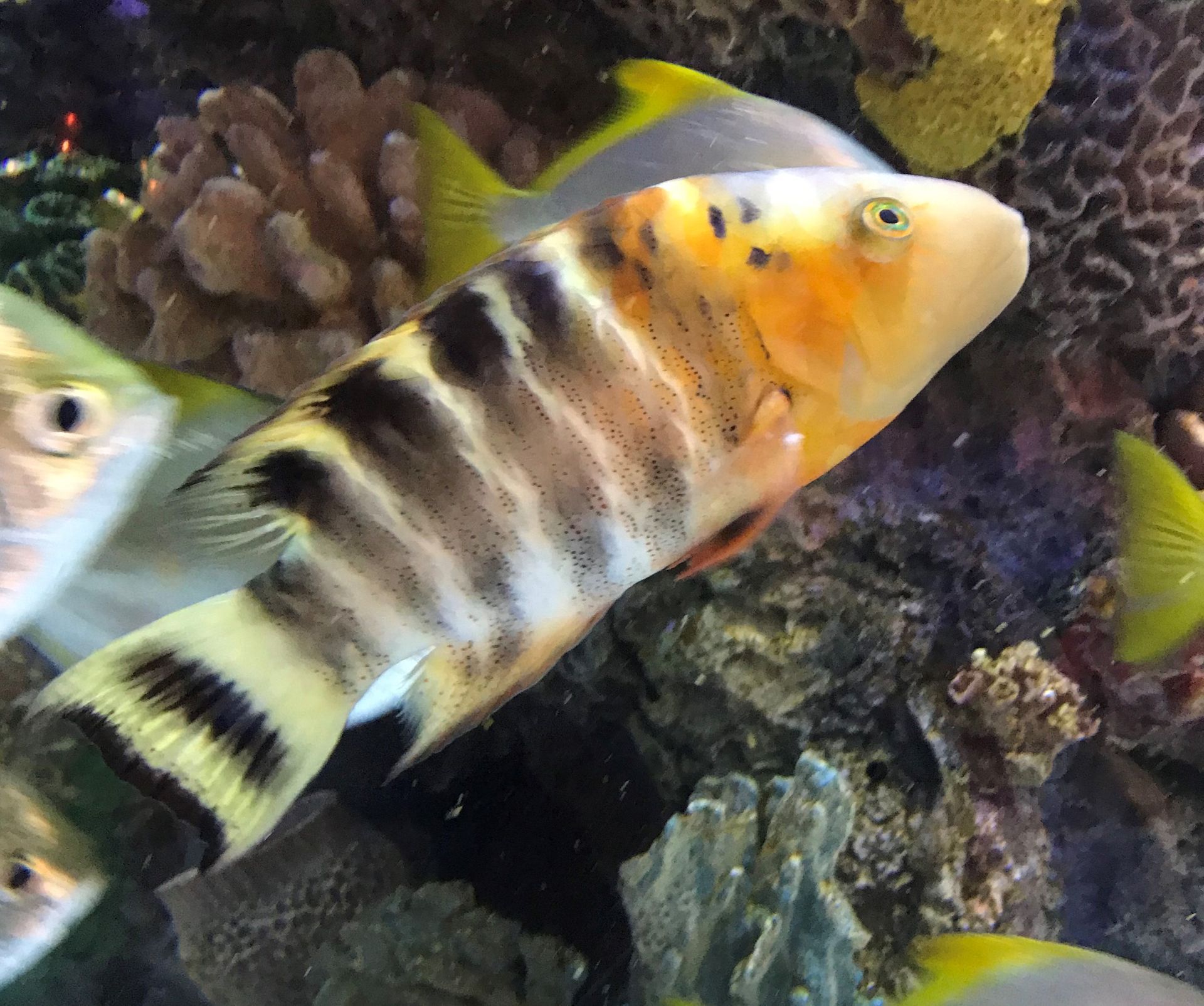 A black and yellow fish with a yellow tail is swimming in a coral reef