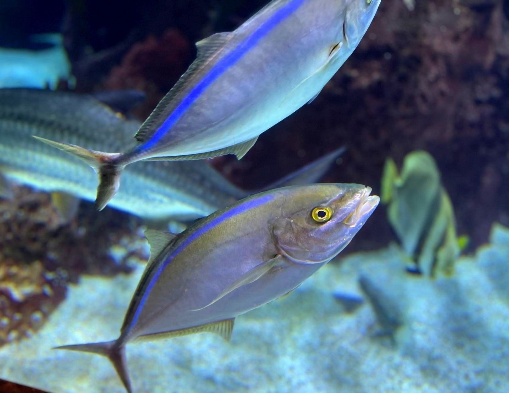 A fish with a blue stripe on its tail is swimming in a tank
