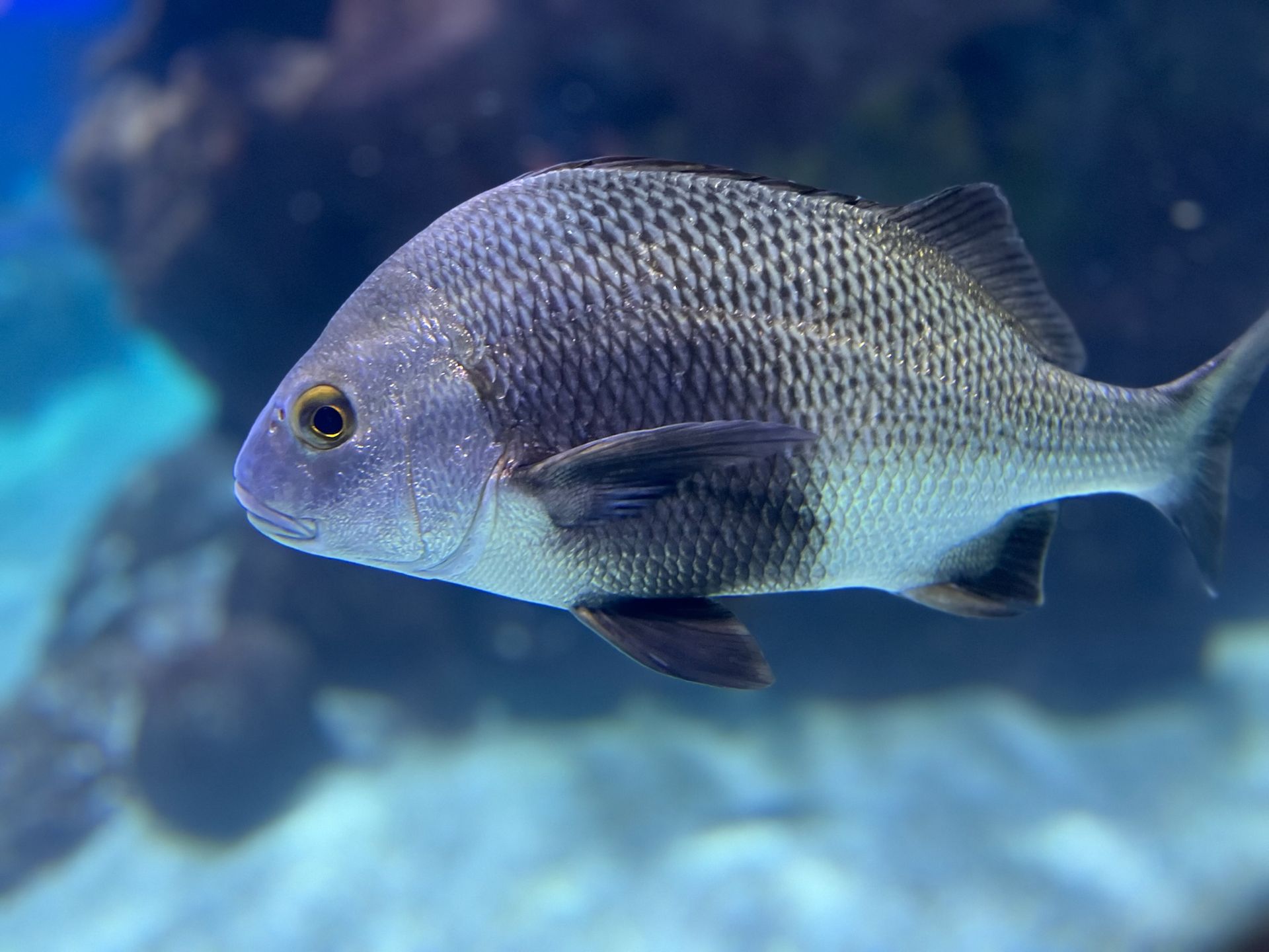 A fish is swimming in a tank with a coral in the background