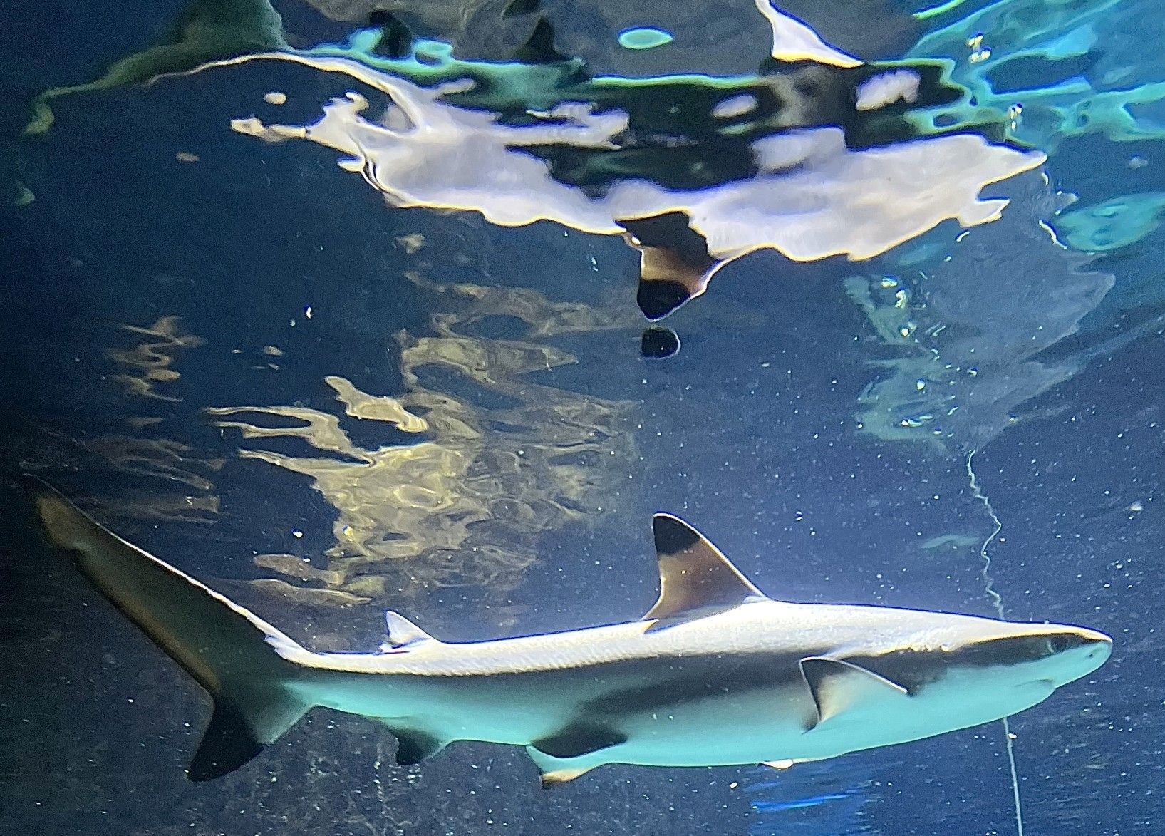 A couple of sharks are swimming in the water