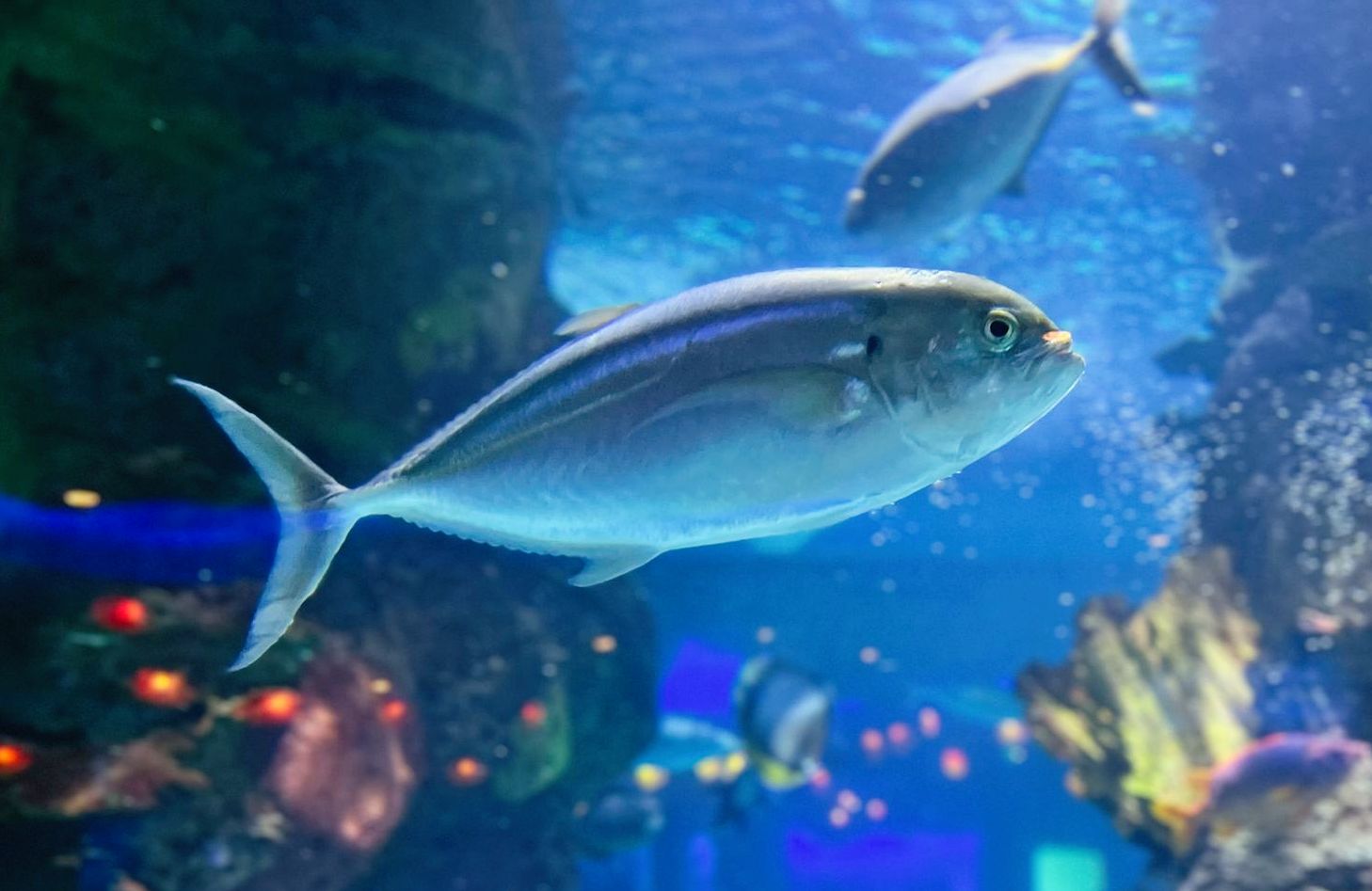 A group of fish are swimming in a large aquarium.