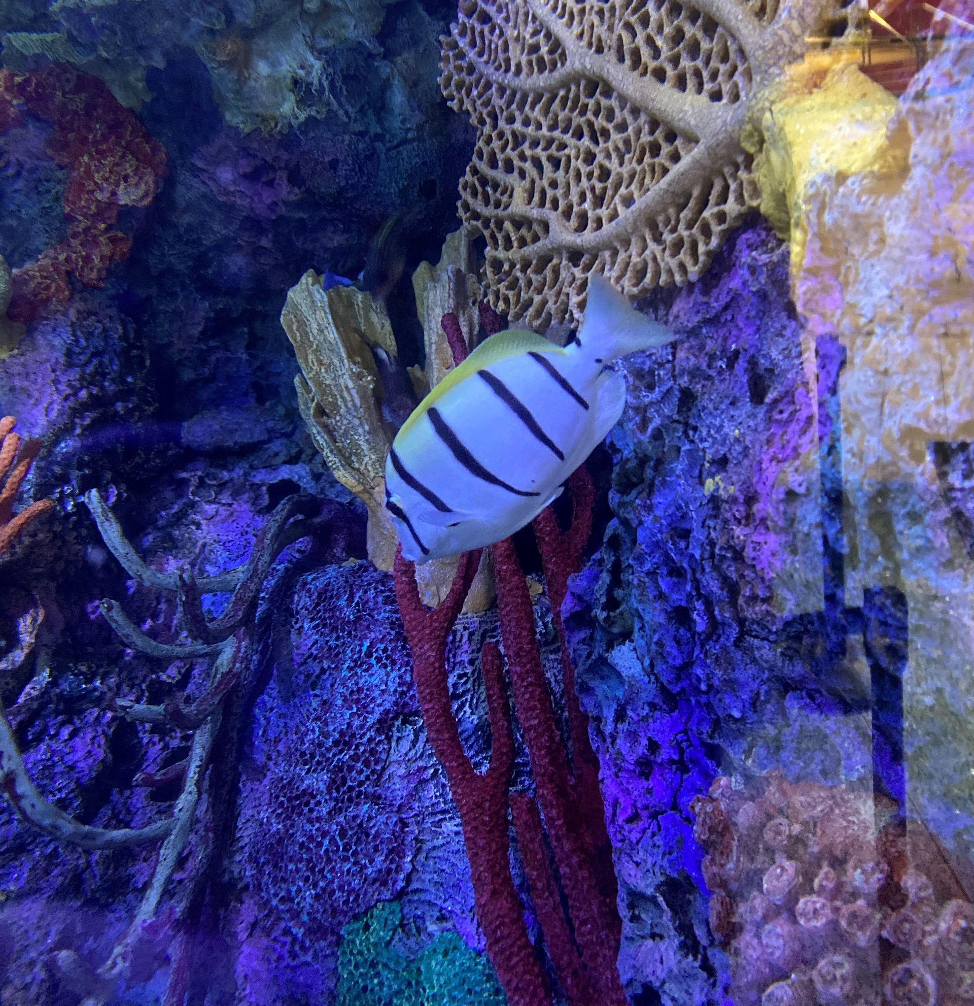 A striped fish is swimming in a coral reef