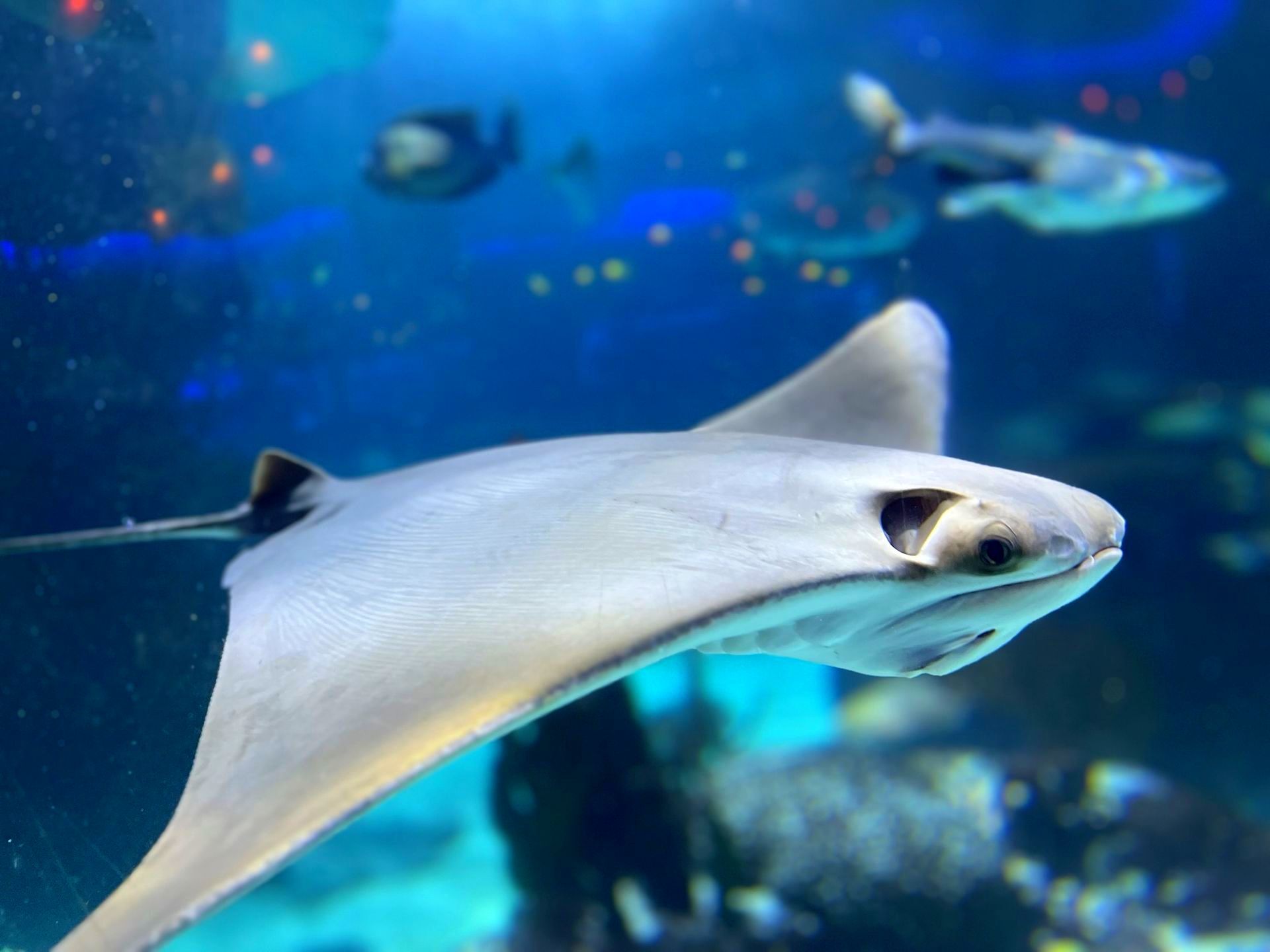 A stingray is swimming in a tank with other fish
