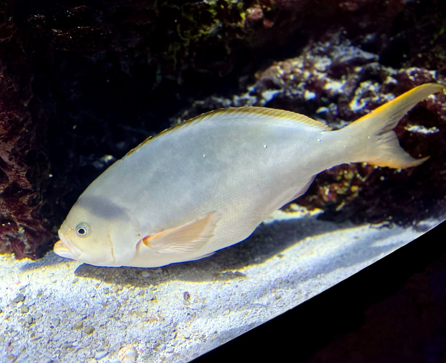 A white and silver fish with a yellow tail is swimming in a tank