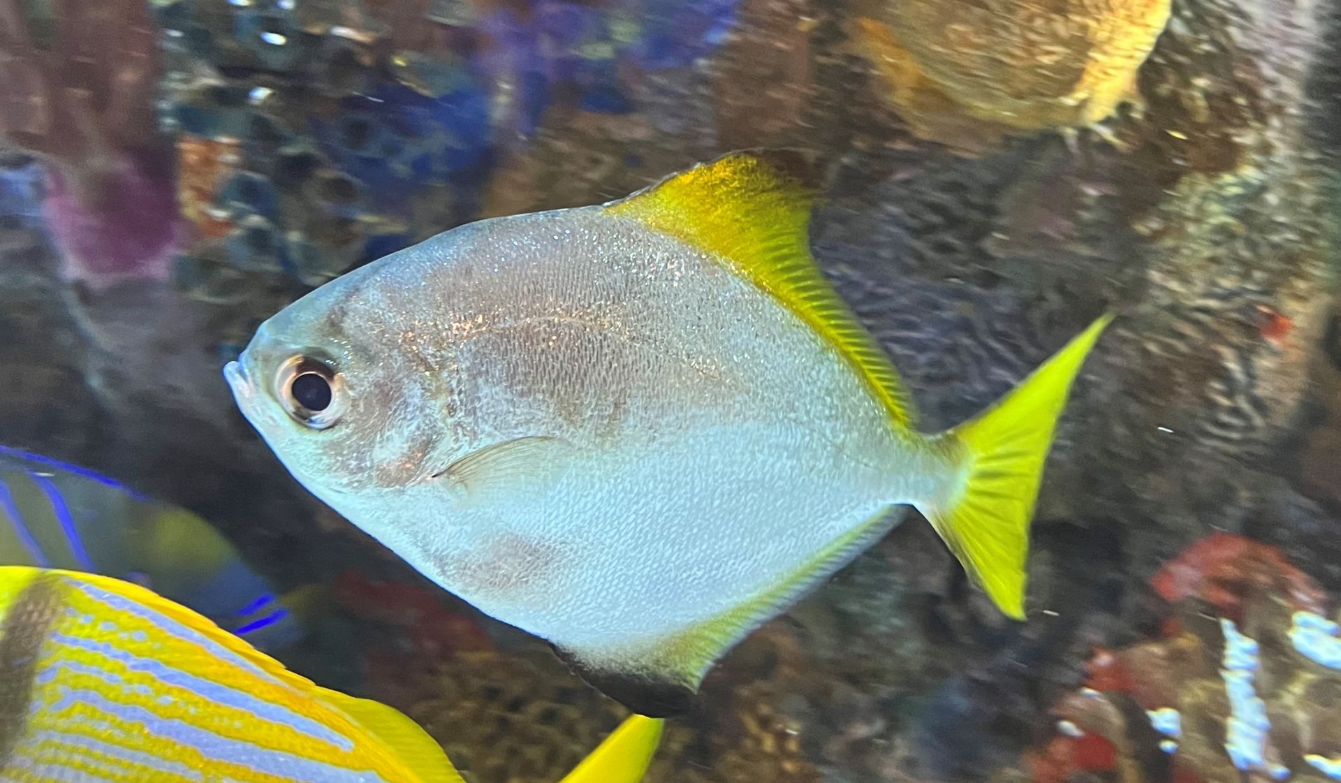A silver fish with a yellow tail is swimming in a tank