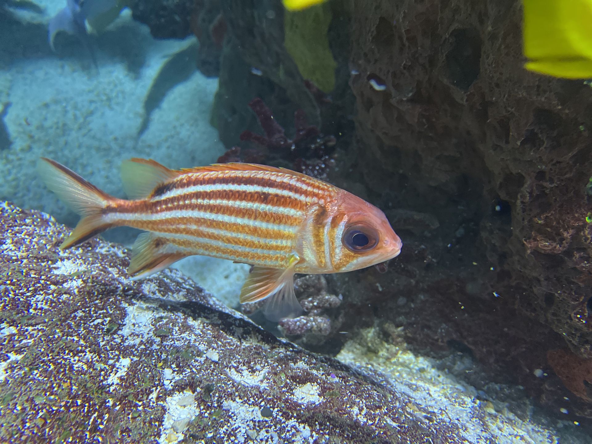 A striped fish is swimming near a coral reef