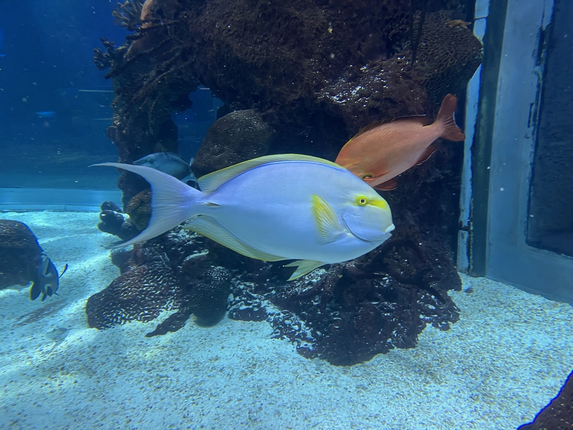 A blue and yellow fish is swimming in a tank