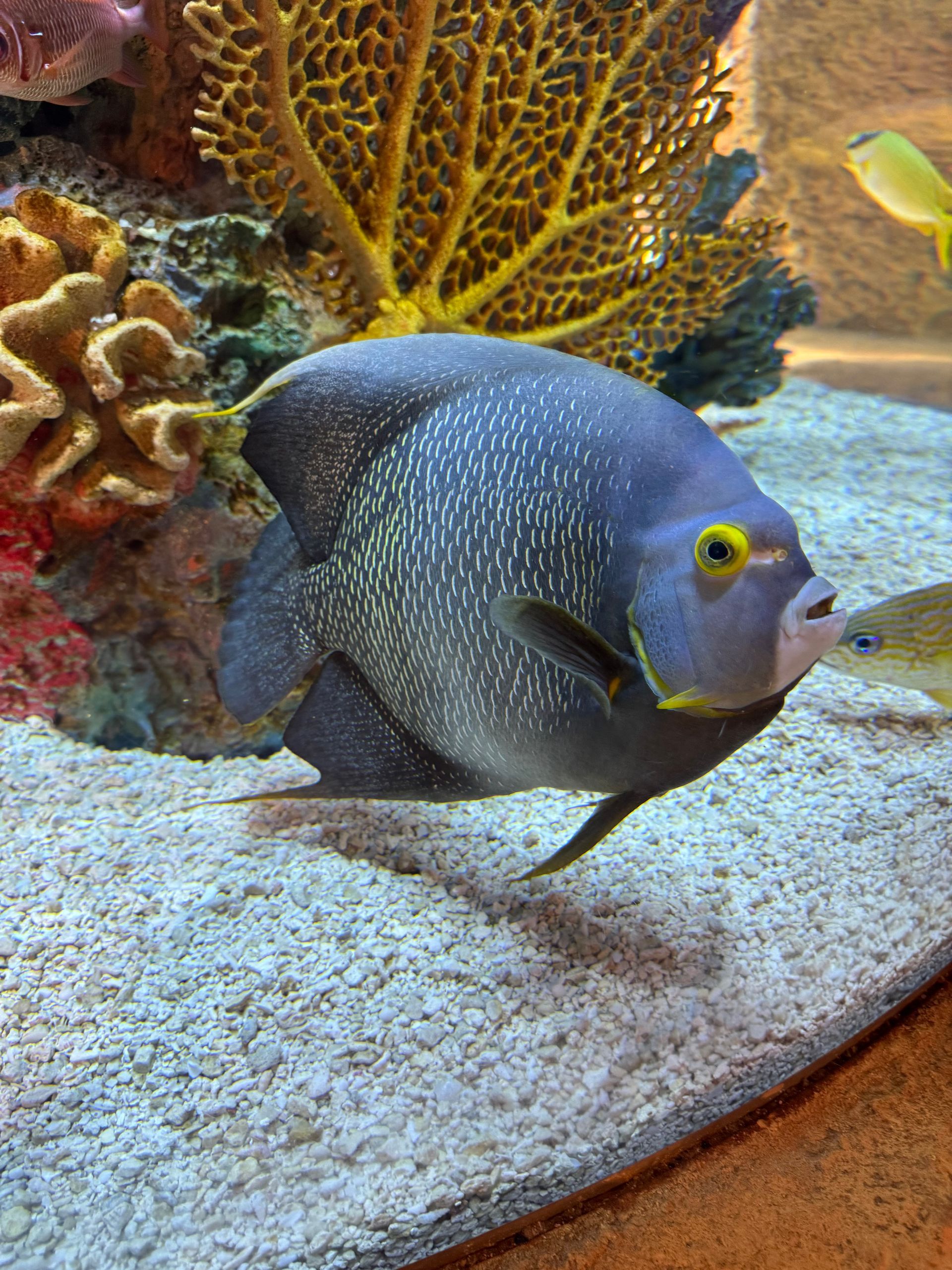A blue and yellow fish with yellow eyes is swimming in a tank