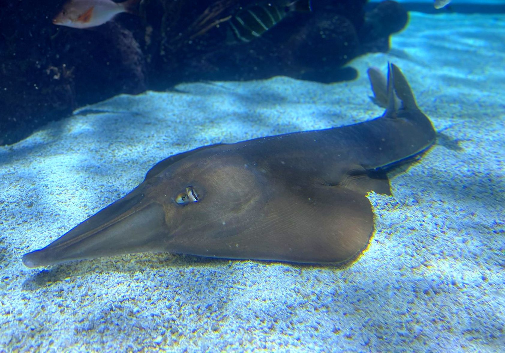 A guitar shaped fish with a long nose is swimming in the water