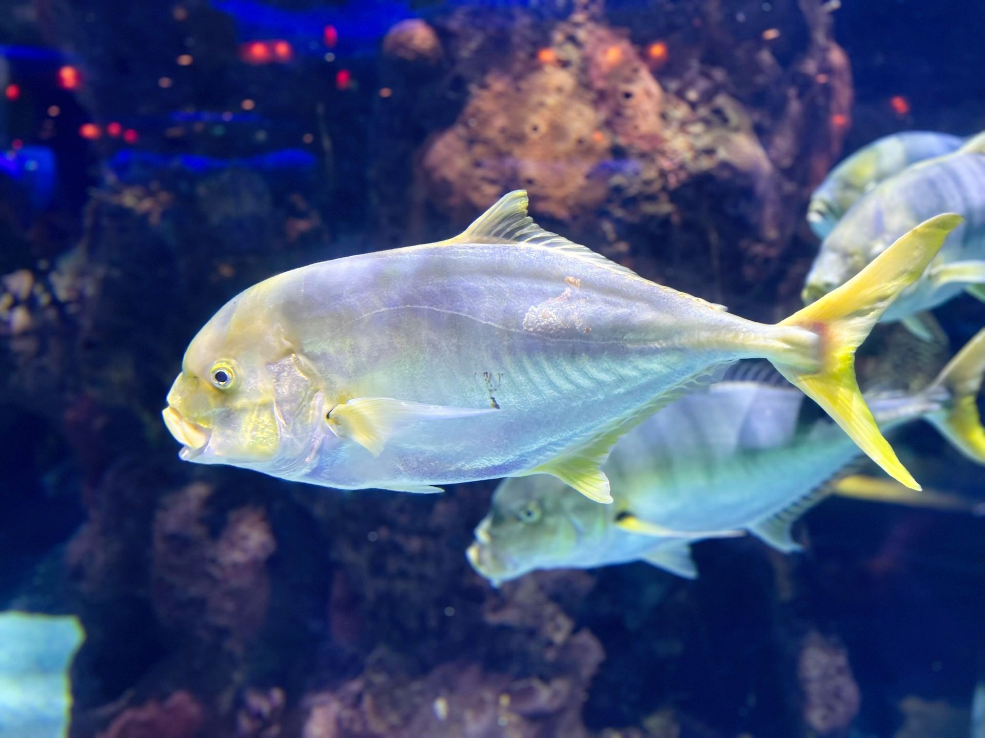 A silver fish with a yellow tail is swimming in a tank